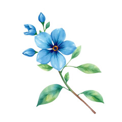 blue flower isolated on white background
