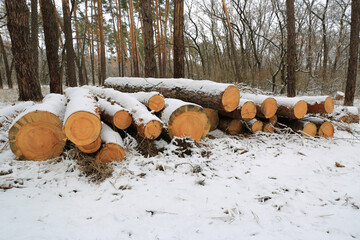 Pine logs under snow