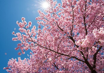 青空輝く桜満開 ピンクの花びら舞い散る春の光