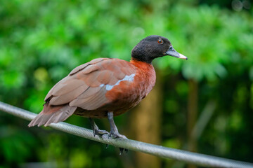 Hartlaub's duck (Pteronetta hartlaubii) is a dark chestnut-coloured duck of African forests, resident in equatorial West and Central Africa.