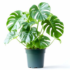 Monstera plant in pot against white background for interior decor