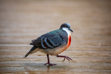 Luzon Bleeding-heart (Gallicolumba luzonica) is a striking ground dove endemic to Luzon Island in the Philippines. It gets its name from the vivid red patch on its chest.