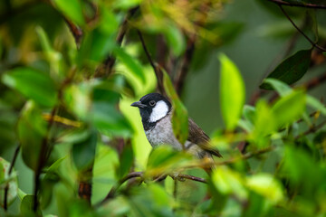  White-eared Bulbul (Pycnonotus leucotis) is a medium-sized songbird found in parts of the Middle East and South Asia. It is easily recognized by its white cheek patch, black head, and yellow vent.