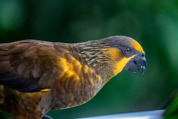 The brown lory (Chalcopsitta duivenbodei) is a species of parrot in the family Psittaculidae native to New Guinea. 
It has a black beak, yellow-streaked face, white tail and mostly dark brown plumage.