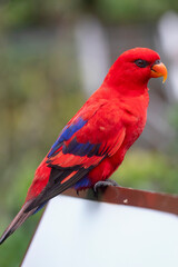 The red lory (Eos bornea) is a species of parrot in the family Psittaculidae. It is the second-most commonly kept lory in captivity, after the rainbow lorikeet.