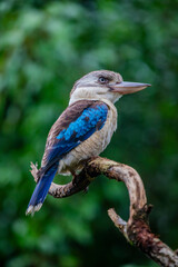 The blue-winged kookaburra (Dacelo leachii) is a large species of kingfisher native to northern Australia and southern New Guinea.