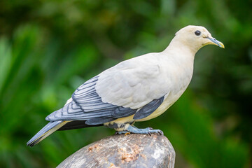 The silver-tipped imperial pigeon (Ducula luctuosa) is a relatively large species of bird in the family Columbidae. It is endemic to forest, woodland and mangrove on Sulawesi and smaller nearby island