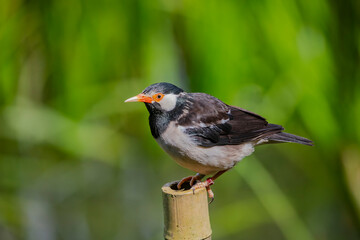 The Indian pied myna (Gracupica contra) is a species of starling found in the Indian subcontinent....