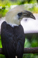 The white-crowned hornbill (Berenicornis comatus) is a large hornbill. The plumage is black and white. The head, neck, breast and tail are white. It has a white crown feathers erected in a crest. 