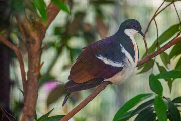 Negros Bleeding-heart Dove (Gallicolumba keayi) is a critically endangered ground-dwelling bird endemic to the Philippine islands of Negros and Panay. 