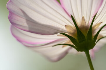 Backlit Cosmos: Delicate Petals from Below