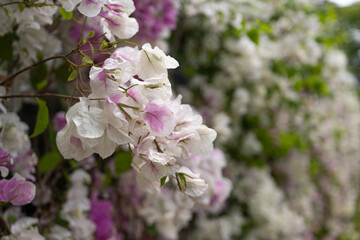 Elegant Bougainvillea: White and Lavender Bracts Dancing in Sunlight