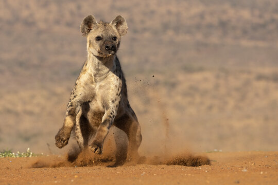 Spotted hyena (Crocuta crocuta) running, kicking up dust, Zimanga game reserve, South Africa.