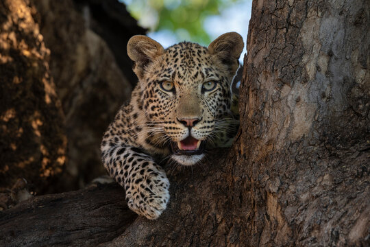 Leopard (Panthera pardus) resting in tree, Mashatu game reserve, Botswana.