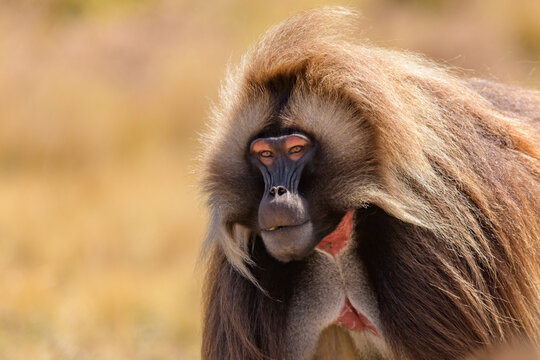 Gelada baboon (Theropithecus gelada) male, portrait, Guassa Community Conservation Area, Ethiopia.
