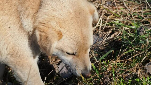 funny puppy dog ​​lies on back plays fooling around
