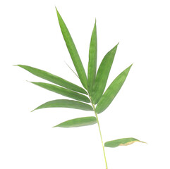 Bamboo leaf isolated on white with clipping path - stock photo

