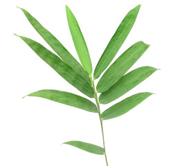 Bamboo leaf isolated on white with clipping path - stock photo
