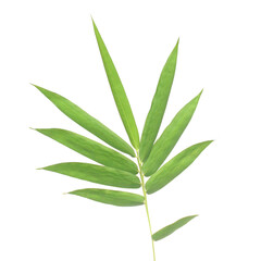 Bamboo leaf isolated on white with clipping path - stock photo
