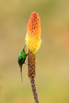 Malachite sunbird (Nectarinia famosa) perched on Red hot poker flower (Kniphofia foliosa), Ethiopian highlands, Guassa Community Conservation Area, Ethiopia.