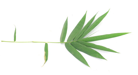 Bamboo leaf isolated on white with clipping path - stock photo
