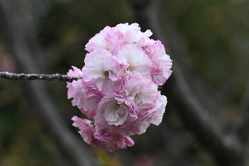 桜　綾錦