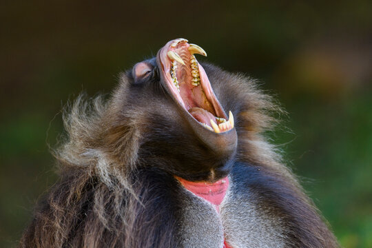 Gelada baboon (Theropithecus gelada) male, yawning, Guassa Community Conservation Area, Ethiopia.