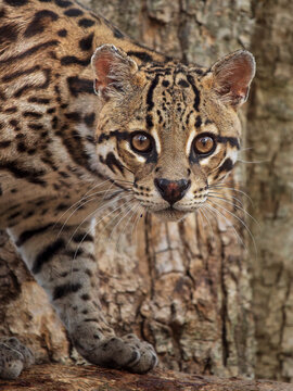 Ocelot (Leopardus pardalis) male, head portrait, Pantanal, Brazil.