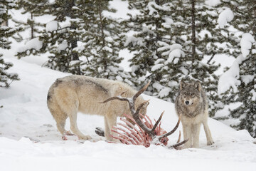 Two Grey wolves (Canis lupus) from the Wapiti pack feeding on freshly killed Elk prey in winter, Yellowstone National Park, Wyoming, USA. January.
