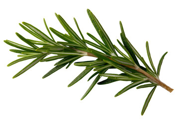 Fototapeta premium A sprig of wild rosemary with delicate green leaves, isolated on a transparent background, PNG file.