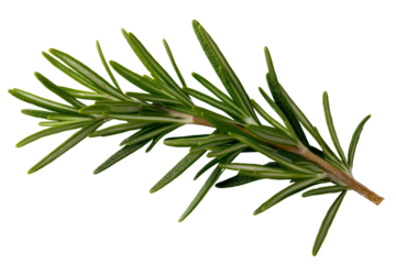 A sprig of wild rosemary with delicate green leaves, isolated on a transparent background, PNG file.