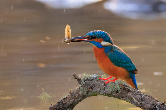 Eurasian kingfisher (Alcedo atthis) male, perched on branch over pond with tadpole prey in beak, Sierra de Grazalema Natural Park, Cadiz, Spain. October.