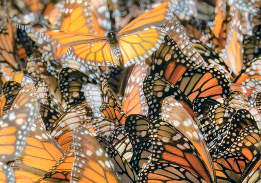 Monarch butterflies (Danaus plexippus) congregating at water, Chinqua butterfly reserve, Mexico.
