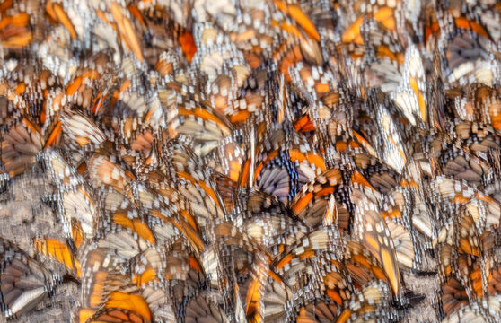 Monarch butterflies (Danaus plexippus) congregating at water, Chinqua butterfly reserve, Mexico.