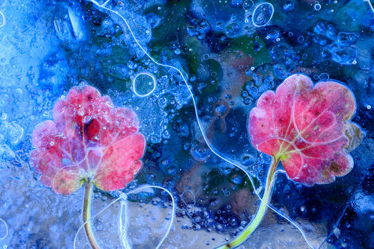 Dove's-foot crane's-bill (Geranium molle) leaves frozen in ice with air bubbles, Sierra de Grazalema Natural Park, southern Spain. January.