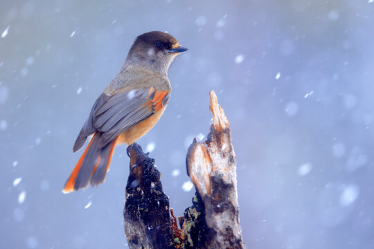 Siberian jay (Perisoreus infaustus) perched on a tree trunk in snow, Khumo, Finland. February.