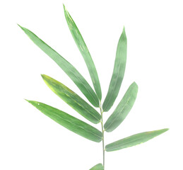 Bamboo leaf isolated on white with clipping path - stock photo
