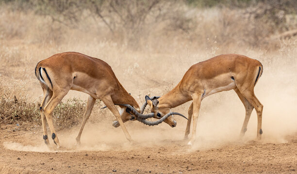 Two Impala (Aepyceros melampus) males fighting, Amboseli National Park, Kenya.