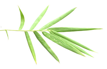 Fototapeta premium Bamboo leaf isolated on white with clipping path - stock photo 