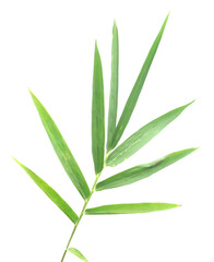Bamboo leaf isolated on white with clipping path - stock photo
