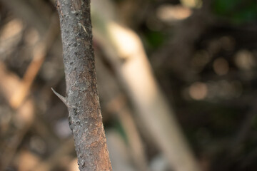 Obraz premium A close-up shot of a thorny branch standing guard in a dense forest, showcasing the natural defense mechanism of the plant.