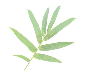 Bamboo leaf isolated on white with clipping path - stock photo
