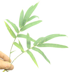 Bamboo leaf isolated on white with clipping path - stock photo
