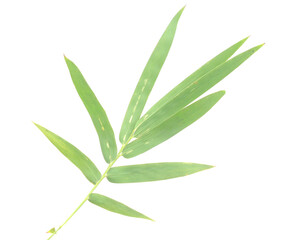 Fototapeta premium Bamboo leaf isolated on white with clipping path - stock photo 