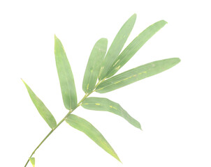 Bamboo leaf isolated on white with clipping path - stock photo

