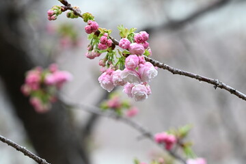 桜　綾錦
