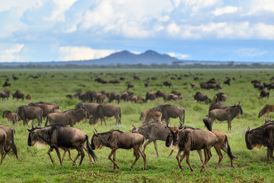 White-bearded wildebeest (Connochaetes taurinus) herd walking across short-grass plains, Ndutu area, Ngorongoro Conservation Area (NCA) / Serengeti border, Tanzania.