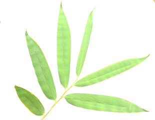 Bamboo leaf isolated on white with clipping path - stock photo