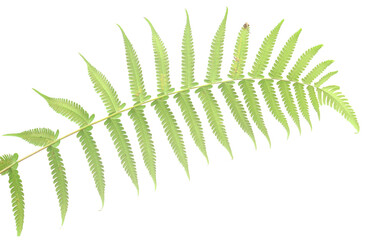 Fern, Hardy Ferns, Dryopteris affinis - stock photo
