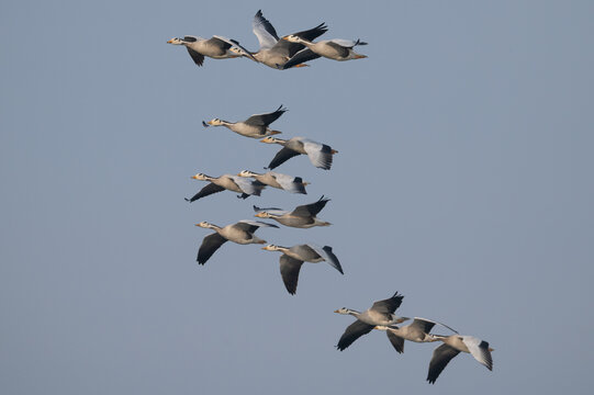 Bar-headed geese (Anser indicus) flock in flight, Chambal river, Dholpur, Rajastahn, India.